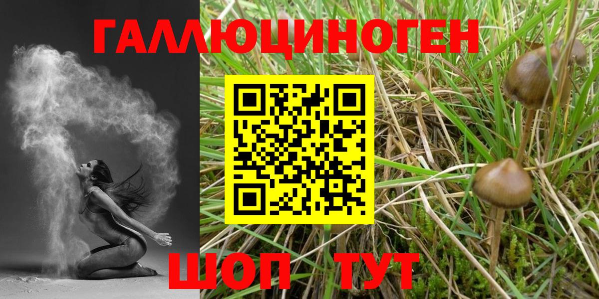 закладка  Кызыл  Псилоцибиновые грибы Psilocybe 